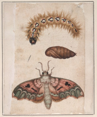 Collection image