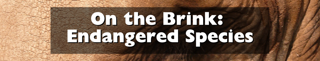 On the Brink: Endangered Species